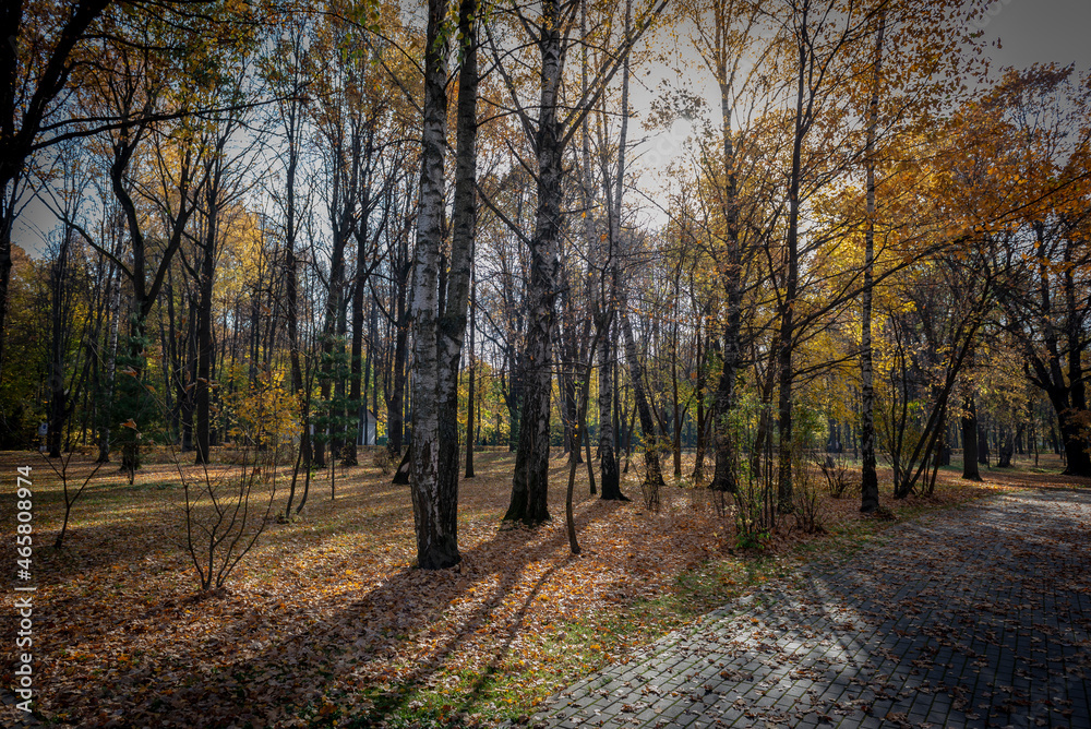 Fototapeta premium golden autumn in the park of Moscow