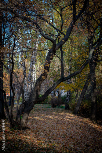 golden autumn in the park of Moscow