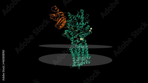 Structure of human patched 1 homolog (green) in complex with native sonic hedgehog (brown). Animated 3D cartoon model with the inner and outer membranes shown, PDB 6oev, black background photo