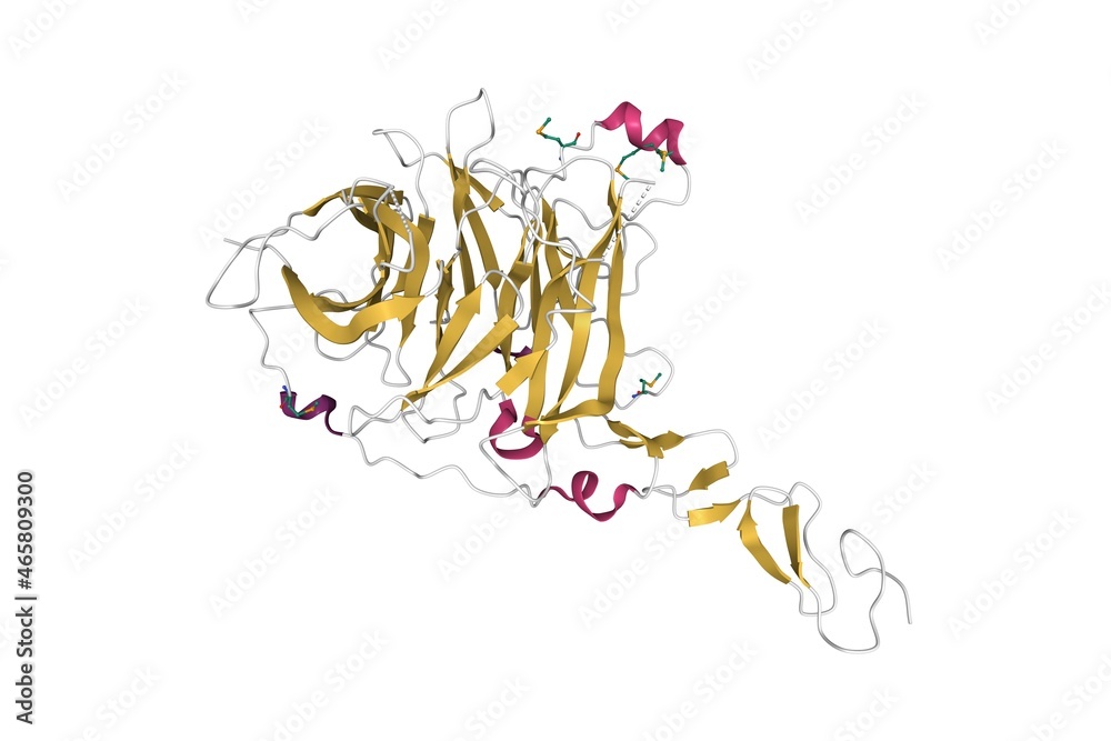 Crystal structure of hedgehog-interacting protein (HHIP). 3D cartoon model, secondary structure color scheme, PDB 3ho4, white background.