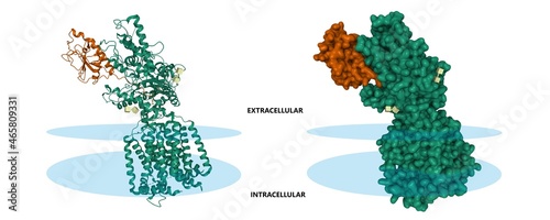 Structure of human patched 1 homolog (green) in complex with native sonic hedgehog (brown). 3D cartoon and Gaussian surface models, PDB 6oev, white background photo