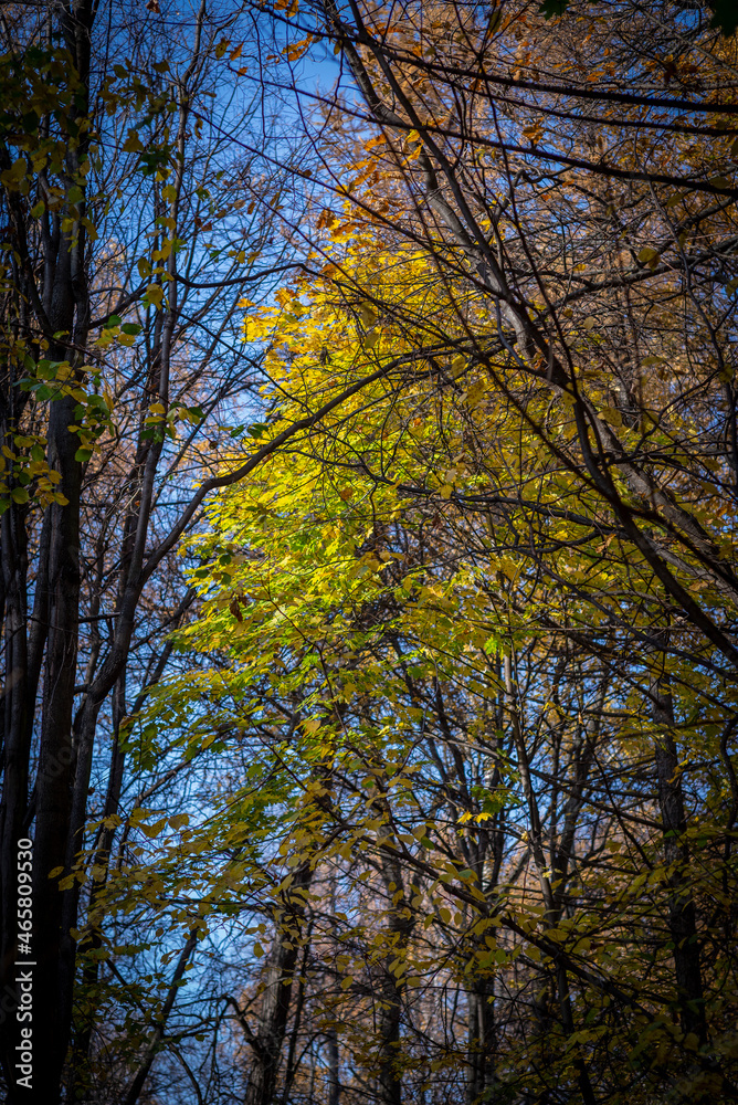 golden autumn in the park of Moscow golden autumn in the park of Moscow