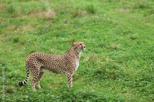 Canvas Print Beautiful wild cat cheetah in a natural park