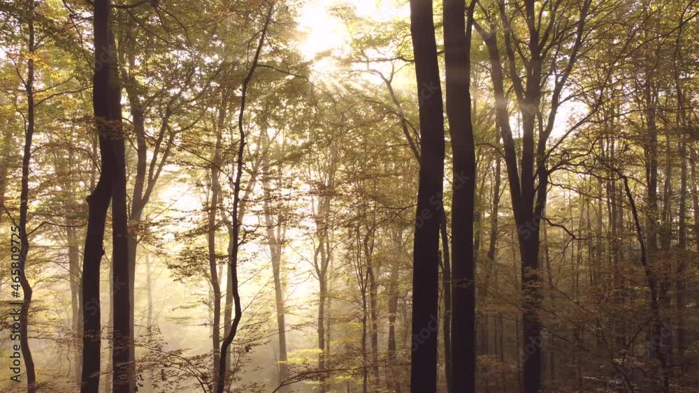 Drohnenaufnahme, Herbstwald mit Nebel und Sonne Drohnenaufnahme, Herbstwald mit Nebel und Sonne