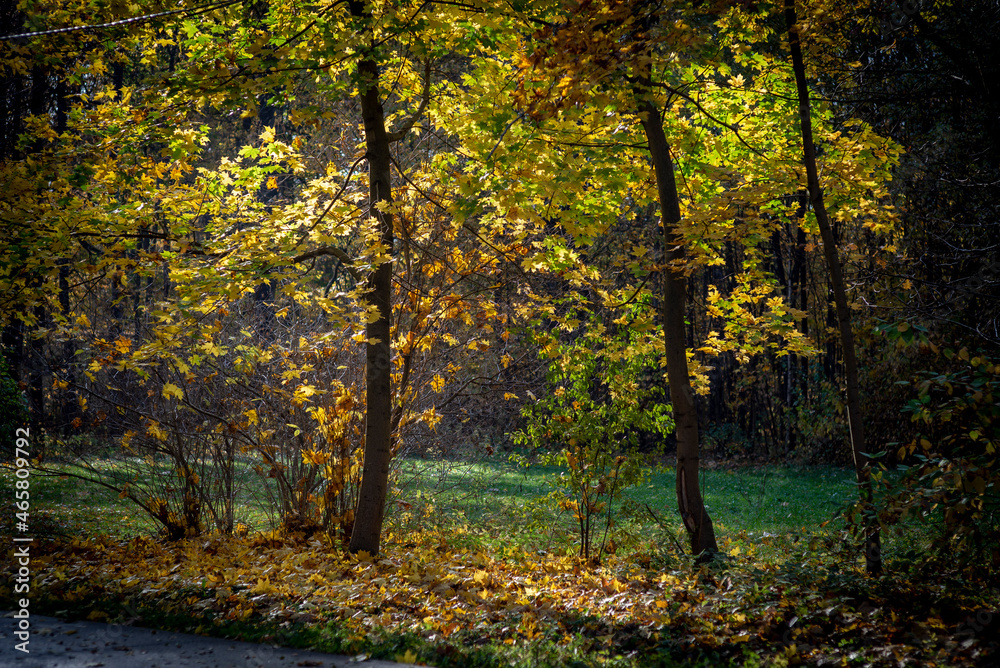 golden autumn in the park of Moscow