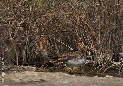 A pair of Common snipe camouflaged in reeds at Akser Marsh in the morning hours, Bahrain. photo