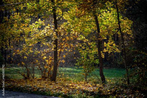 golden autumn in the park of Moscow © Alexey