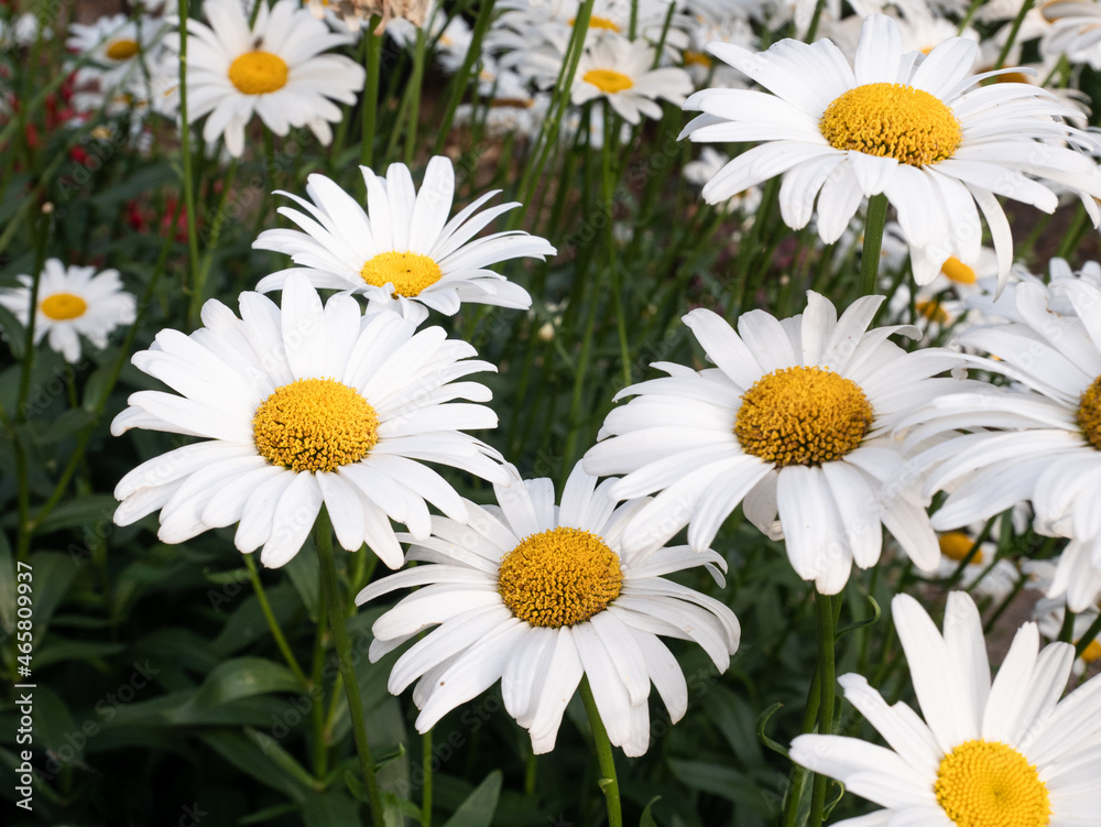 Fototapeta premium Daisies Close up in field from above