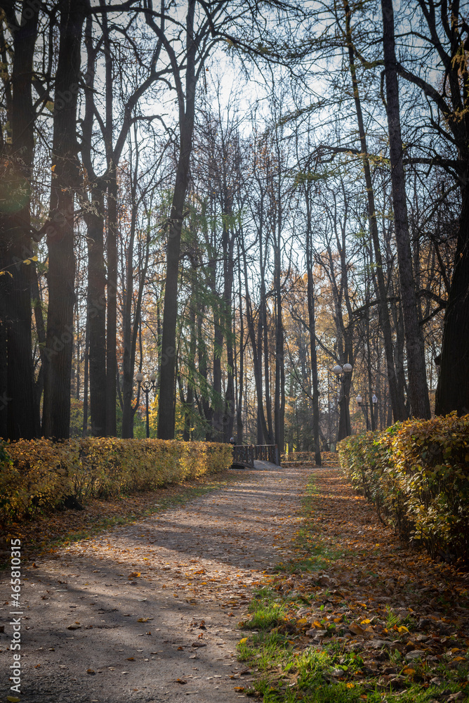 Naklejka premium golden autumn in the park of Moscow