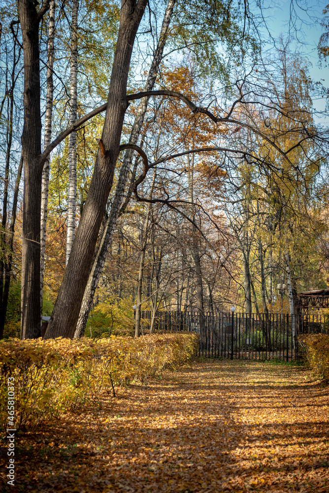 golden autumn in the park of Moscow