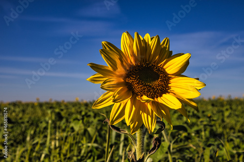 Sunflower in focus with cloudy sky
