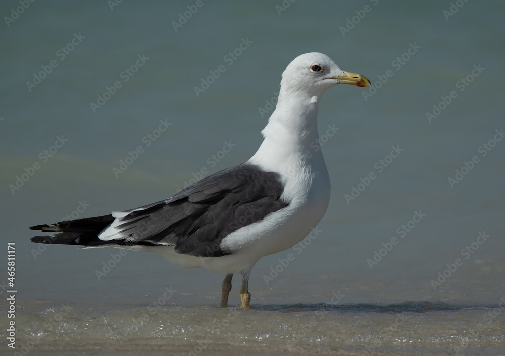 Great Black-backed Gull at Busaiteen coast of Bahrain Great Black-backed Gull at Busaiteen coast of Bahrain