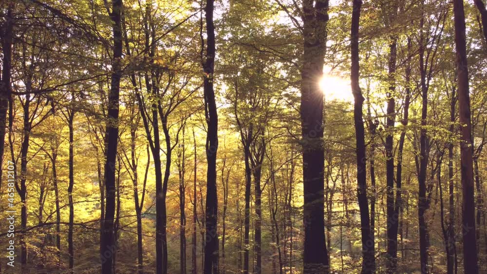 Drohnenaufnahme Drohnenflug durch herbstlichen Wald Drohnenaufnahme Drohnenflug durch herbstlichen Wald