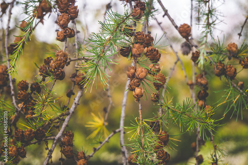 Closeup of mini pinecones on a green hemlock tree branch outdoors photo