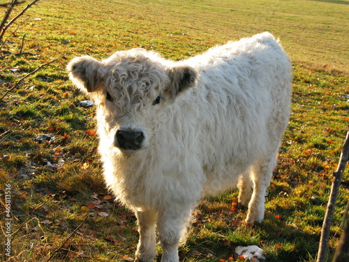 Eifel Kuh weiss schwarze Nase Meine Tierwelt photo