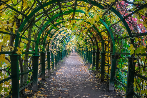 Autumn alley in the Great Peterhof Palace in St. Petersburg
