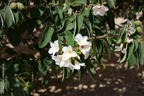 White blossoms of an Anacahuita Mexican Texas wild olive tree Cordia boissieri photo