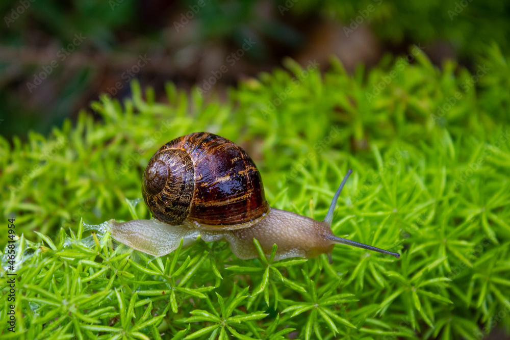Snail on a green spiked leaf plant Snail on a green spiked leaf plant