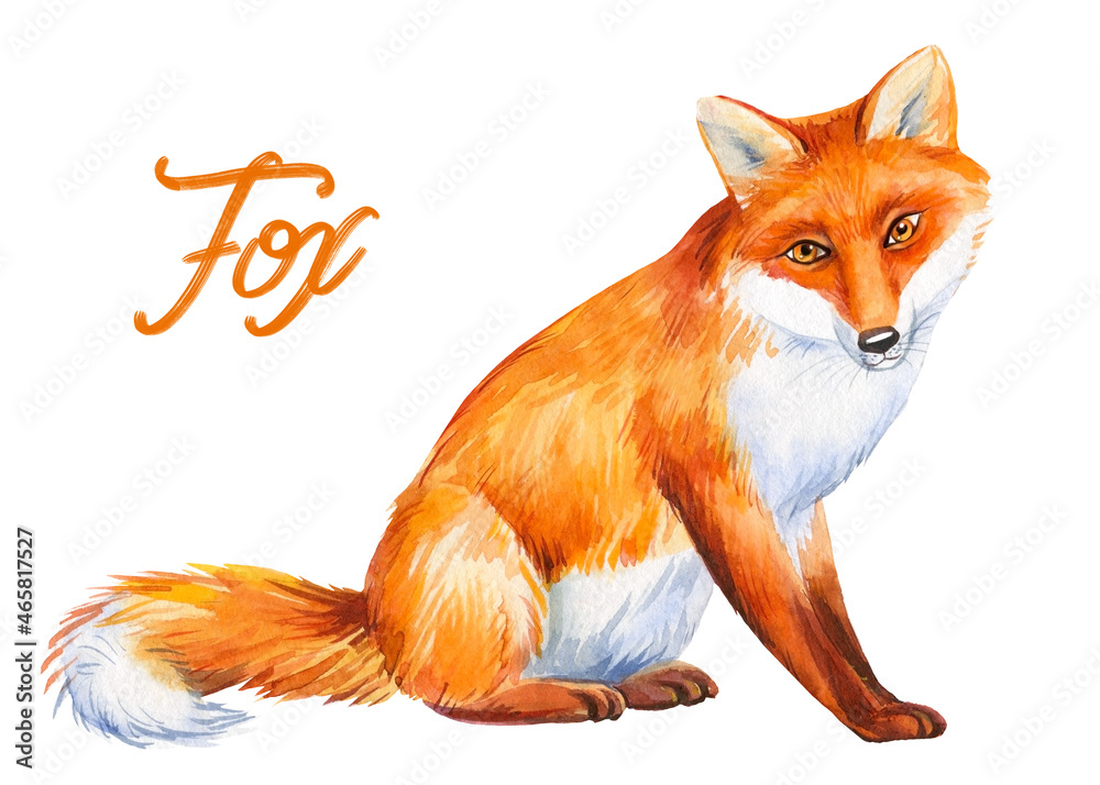 Fototapeta premium Watercolor fox isolated on white background, cute animal