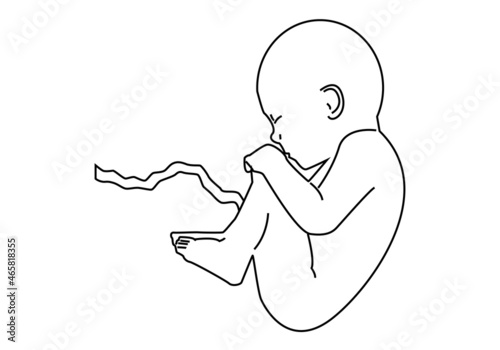 Feto con el cordón umbilical en trazo negro sobre fondo blanco