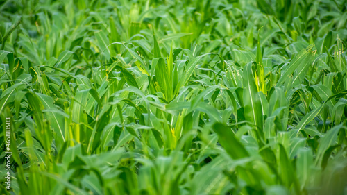 Amazing images of Beautiful corn plants in India