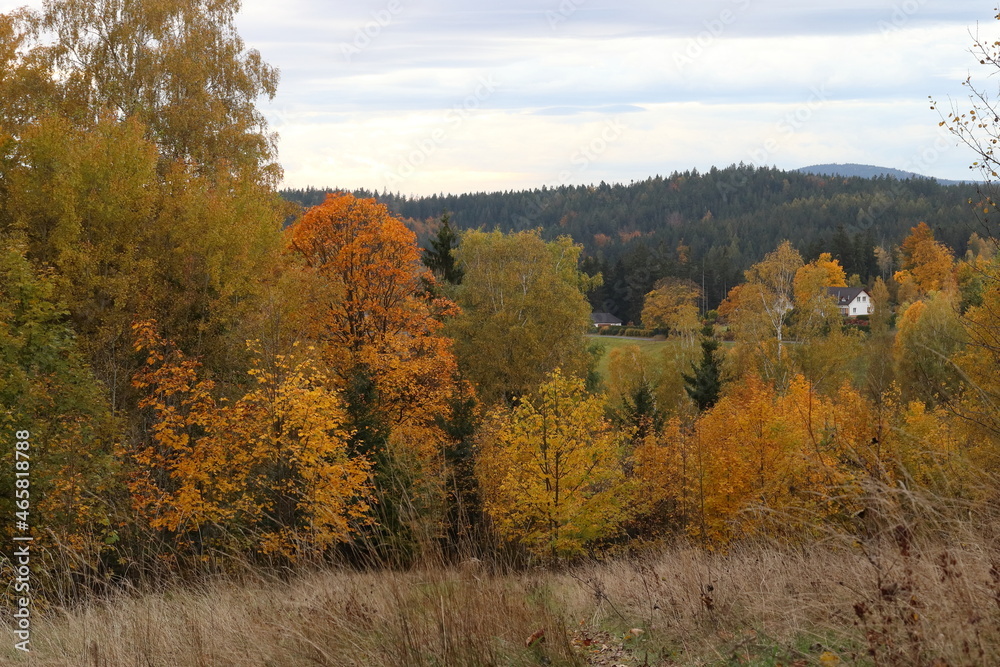 autumn landscape with colored trees