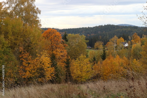 autumn landscape with colored trees