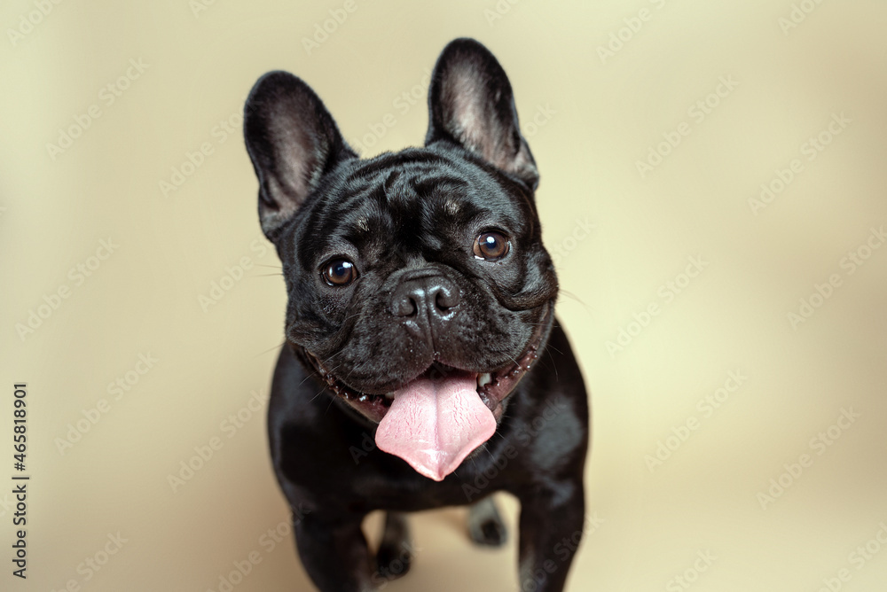 Purebred black French bulldog on tan background in studio. Portrait of Frenchie dog. 