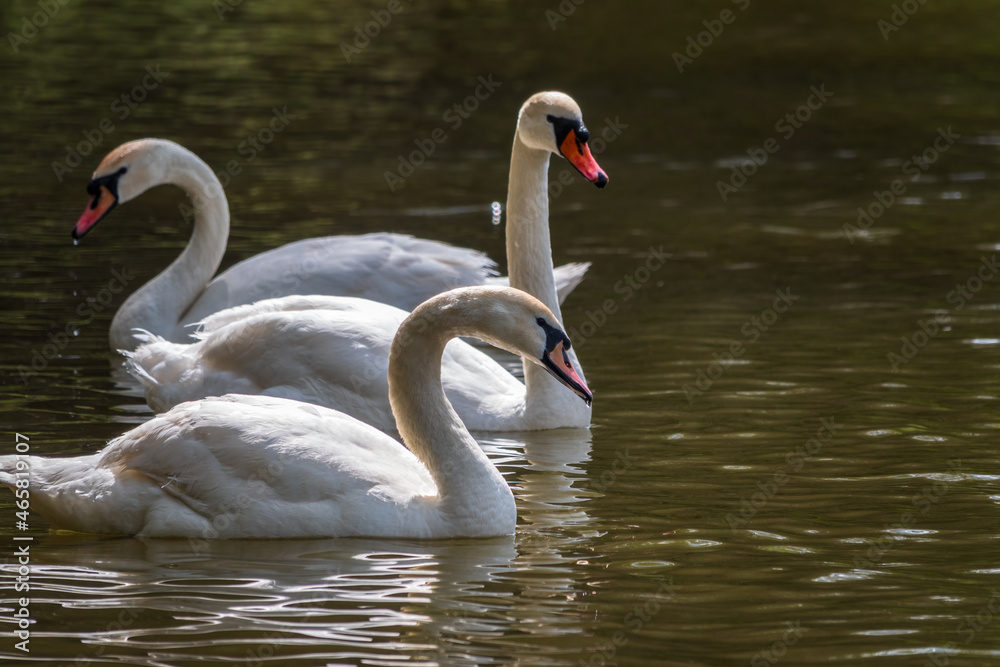 Graceful white Swans swimming in the lake, swans in the wild Graceful white Swans swimming in the lake, swans in the wild