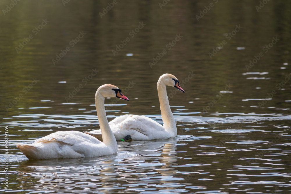 Two graceful white swans swim in the dark water.