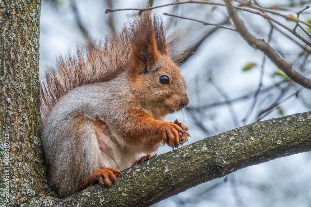 Fototapeta premium The squirrel with nut sits on a branches in the spring or summer.