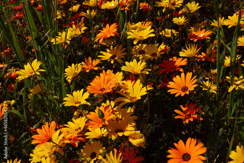 flowers background