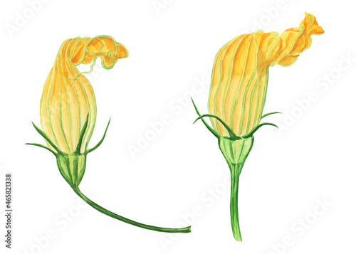 Two yellow flower of zucchini or pumpkin with branch isolated on white background. Watercolor hand drawing illustration. Perfect for print or food design.