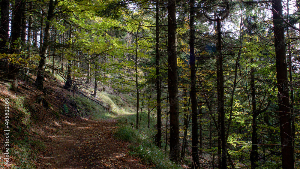 hiking trail in the mountain forest