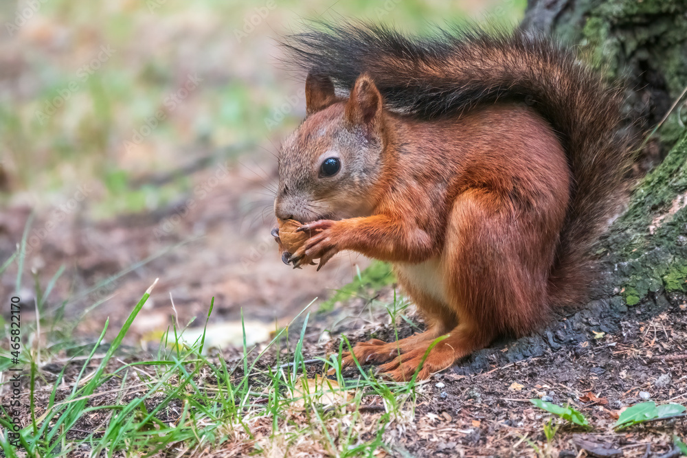 Squirrel in summer with nut on green grass under a big tree Squirrel in summer with nut on green grass under a big tree