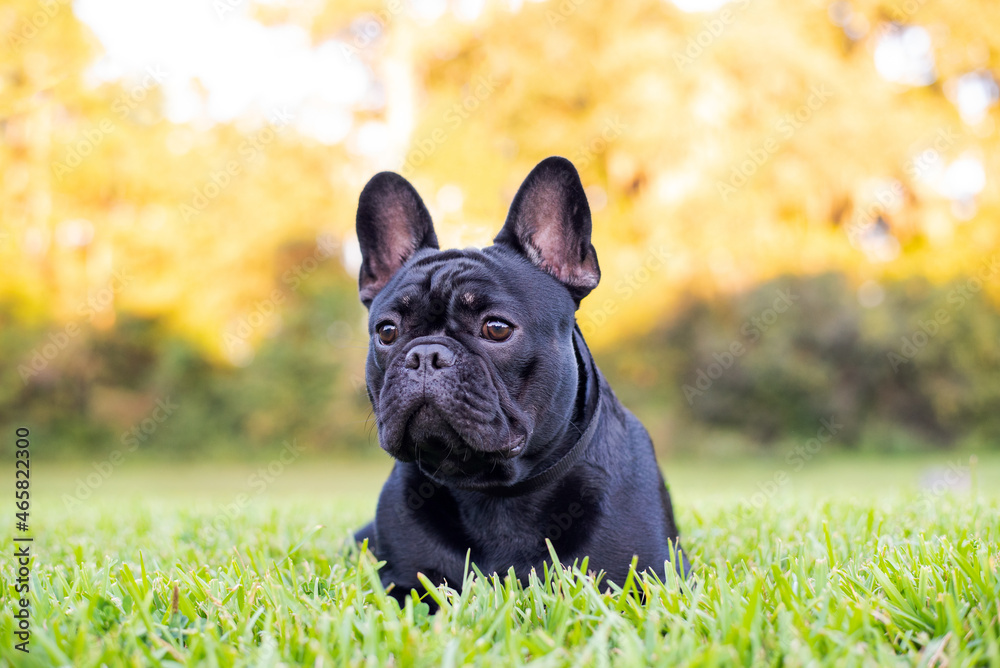 Black French Bulldog resting on grass at a park. Purebred Frenchie outdoors on a sunny afternoon. Dog enjoying outside.   