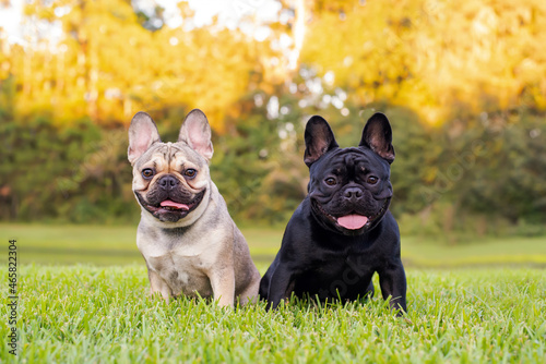 Black and tan French Bulldogs resting on grass at a park. Purebred Frenchies outdoors on a sunny afternoon. Dogs enjoying outside.    photo