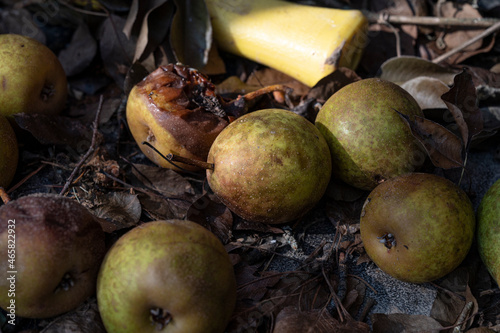 Fotografi Pears on ground rotting