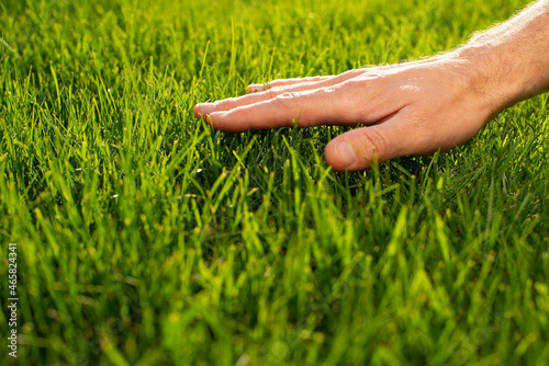Obraz na płótnie Human palm touching lawn grass low angle view