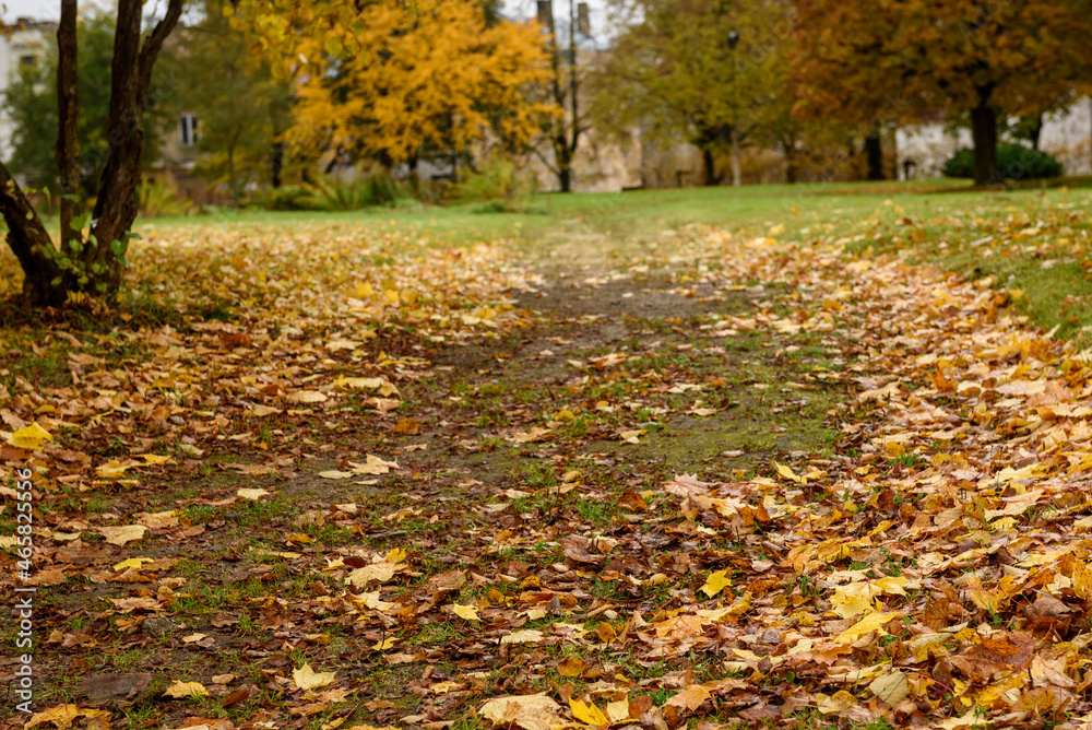 Selective focus photo. Road full of dry tree leaves. Selective focus photo. Road full of dry tree leaves.