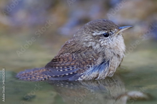 Fotografia troglodyte mignon prenant un bain