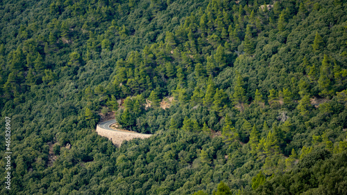 road in the middle of forest 