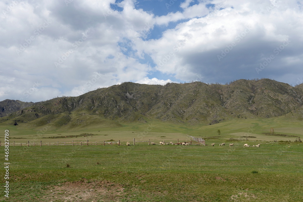 Fototapeta premium Mountain landscape near the Chuisky tract. Altai Republic. Western Siberia. Russia