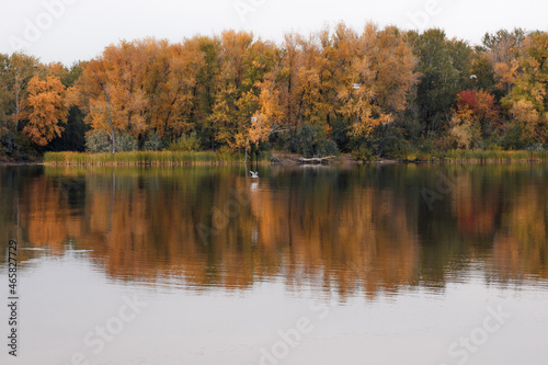 Reflection of trees in clear water. Bright foliage and autumn forest on bank of quiet river somewhere in Europe against white sky.