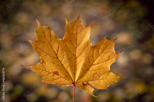 Yellow maple leaf on a blurred background. Autumn maple leaf