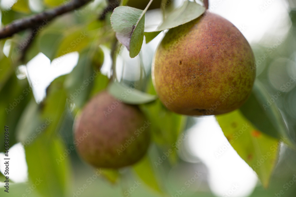 Ripe red pears hanging from branch
