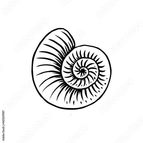 Ammonoidea or Marine mollusc. Fossil ammonite or seashe. Nautilus seashell. Outline black ink for infographic, website or app. Engraved hand drawn old sketch.