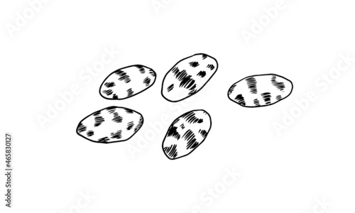 Chia seeds. Salvia hispanica. Spice or Condiment or flavoring or granule or grain. Seasoning. Engraved hand drawn in old sketch and vintage style.
