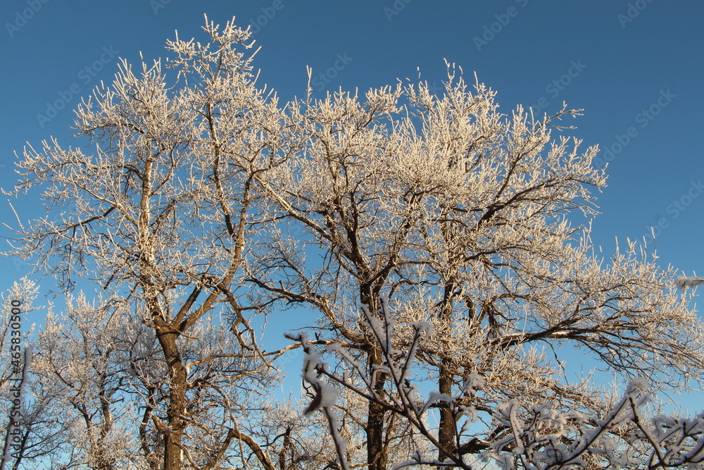 Winter forest in hoarfrost. Oak grove in the snow. Branches of trees against the blue sky. Winter forest in hoarfrost. Oak grove in the snow. Branches of trees against the blue sky.