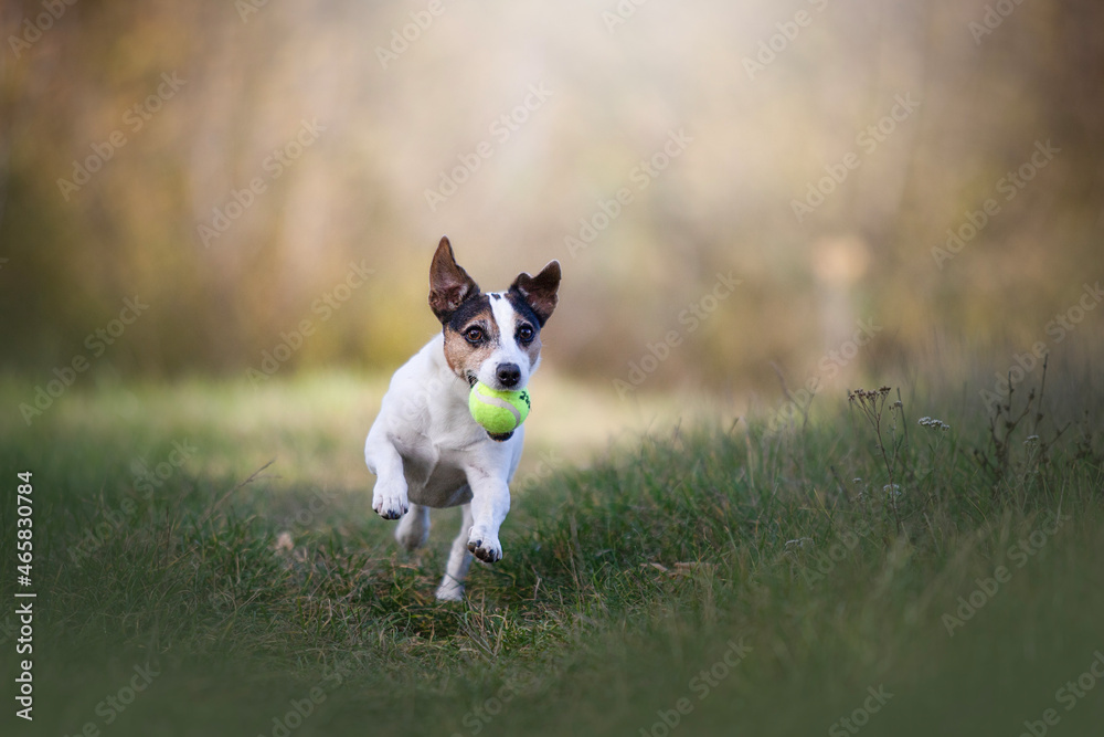 jack russell terrier playing with ball jack russell terrier playing with ball